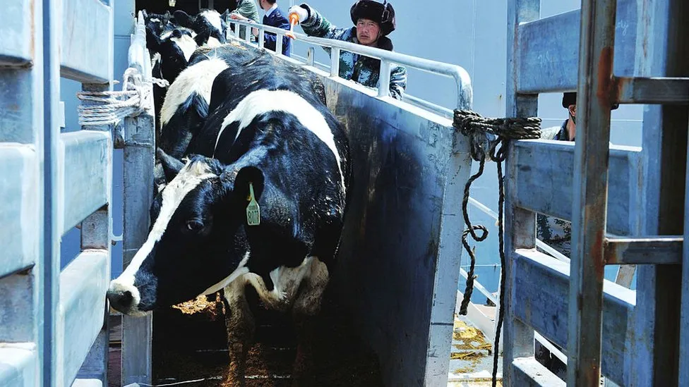 Cattle Ship Cruelty