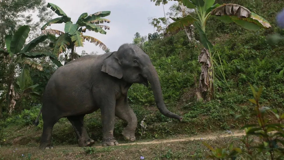 Banning Wild Elephant Adoptions in Bangladesh