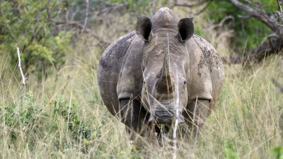 Endangered Giants: Rhino Poaching Spiking in South Africa