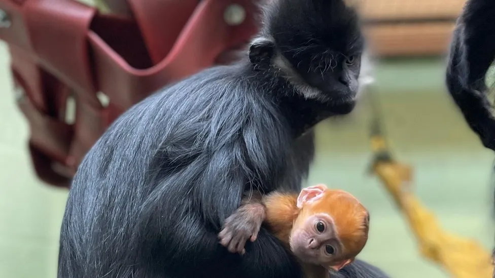 Whipsnade Zoo Welcomes New Monkey, Bringing Hope to Species